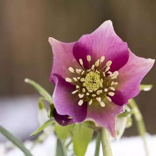 Folk Medicine with Hellebore