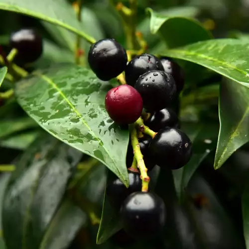 Лавровишня (Prunus laurocerasus)