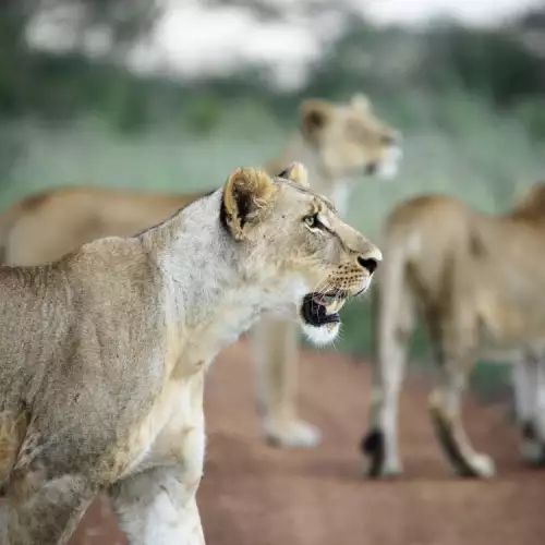 Nairobi National Park