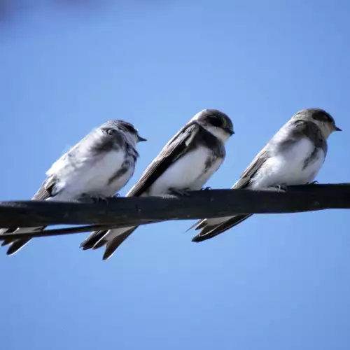 Birds can predict the weather