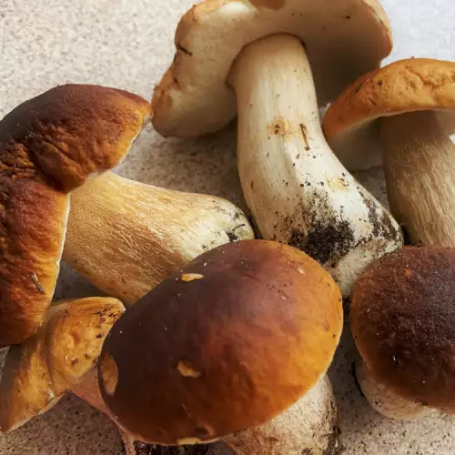 ¿Cómo se conservan los boletus?