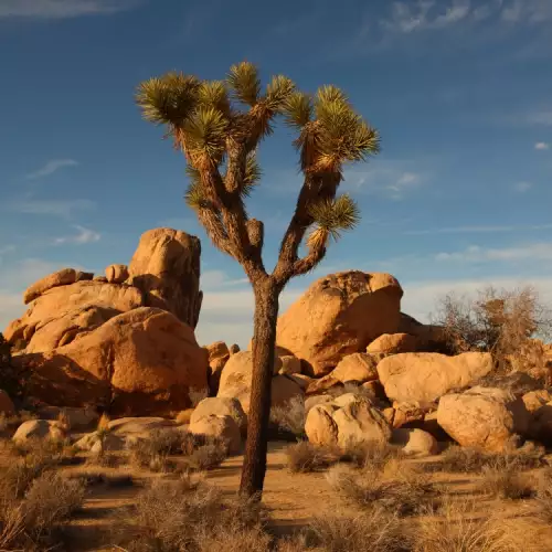 Joshua Tree National Park