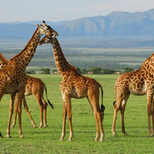 Ngorongoro Crater Reserve