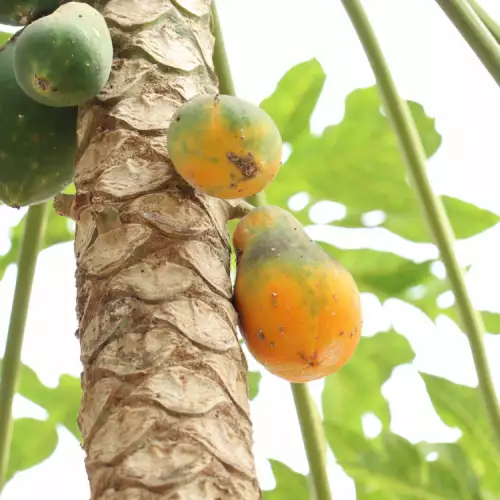 Papaya Leaves - How to Use Them