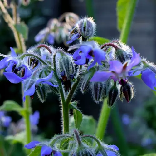 Borage