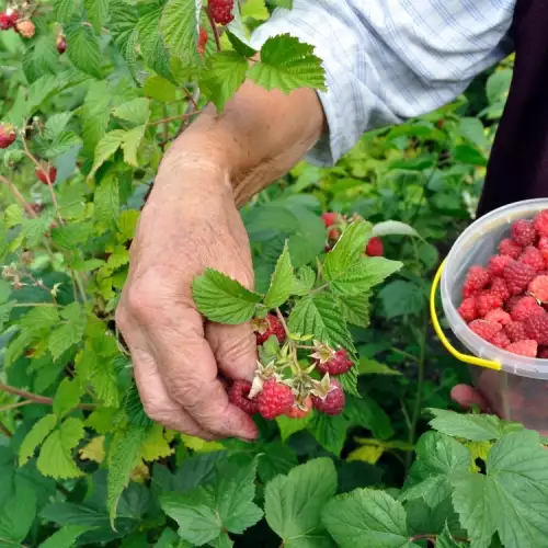 Growing Raspberries