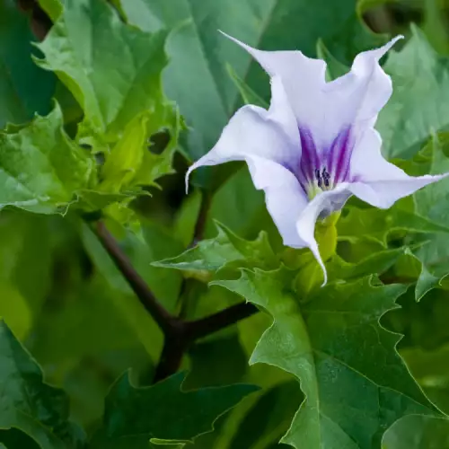 Datura