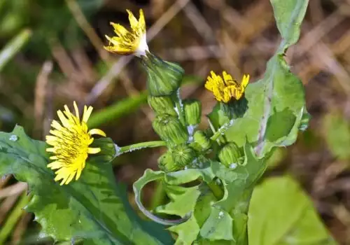 Blessed Thistle