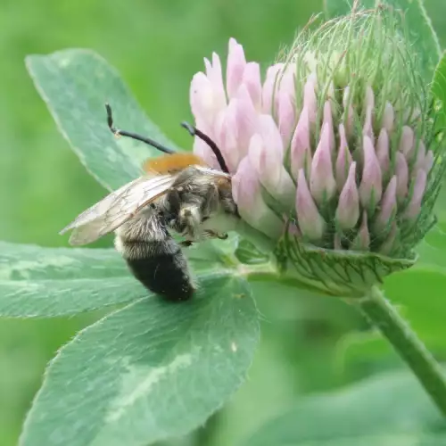 Red Clover