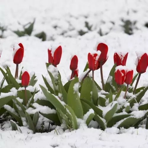 May Snow in Croatia