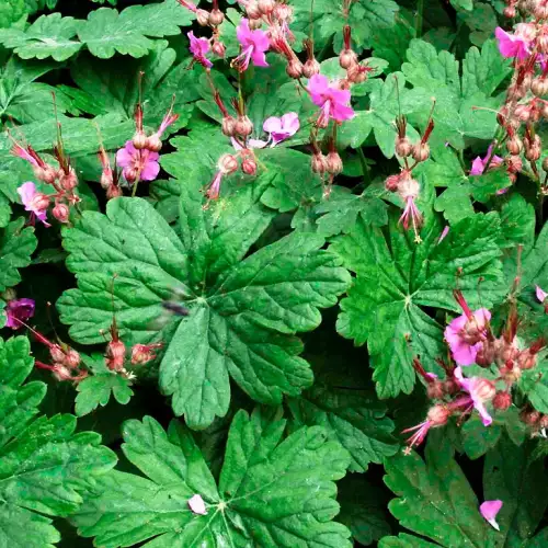 Geranium Macrorrhizum L.