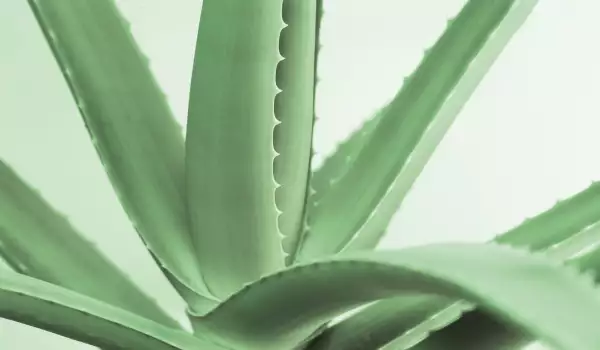 Aloe Vera Leaves