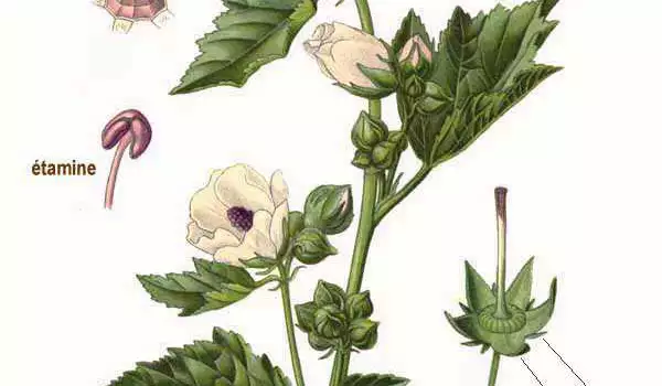 Althaea officinalis L.