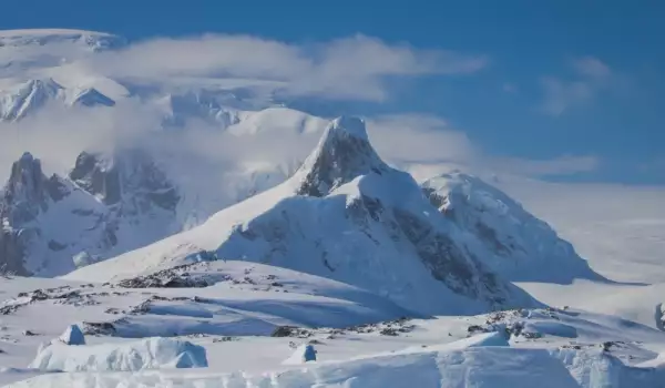 Северните елени живеят в Арктика