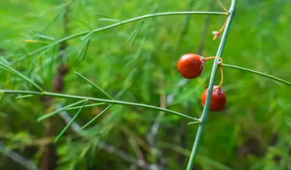 Asparagus