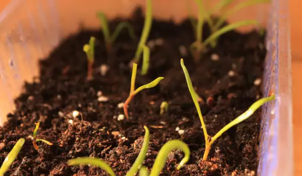 Baby Spinach