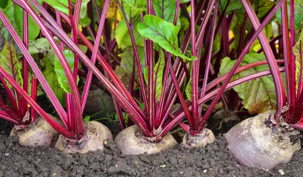 Choosing beetroot