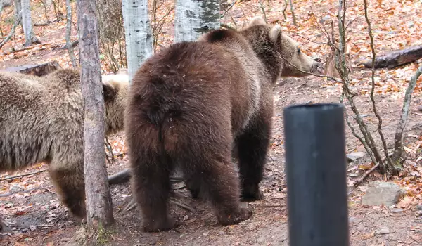 Dancing Bear Park in Belitsa gets other three bears