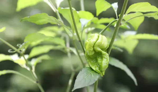 Призрачна люта чушка (Bhut jolokia)