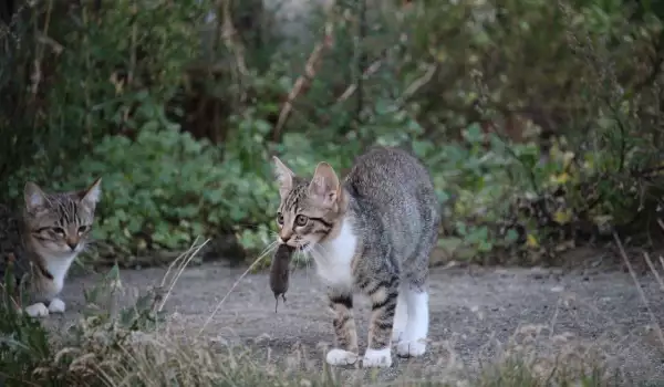 Котка е хванала мишка