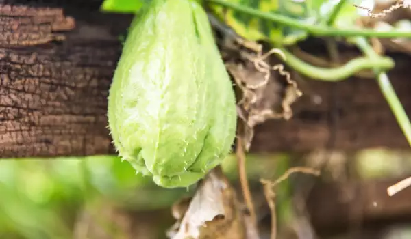 Fruta Chayote