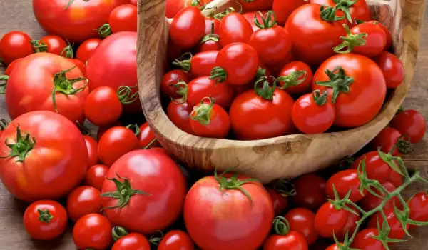 Cherrytomaten ernten