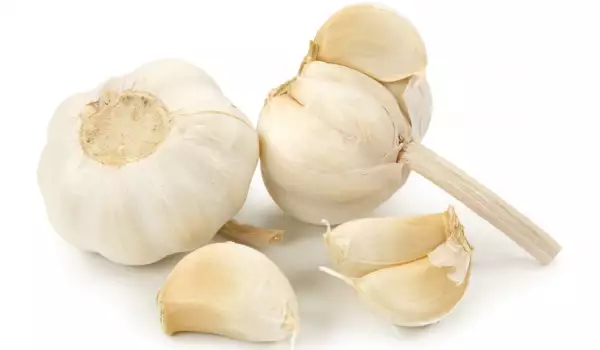 Garlic