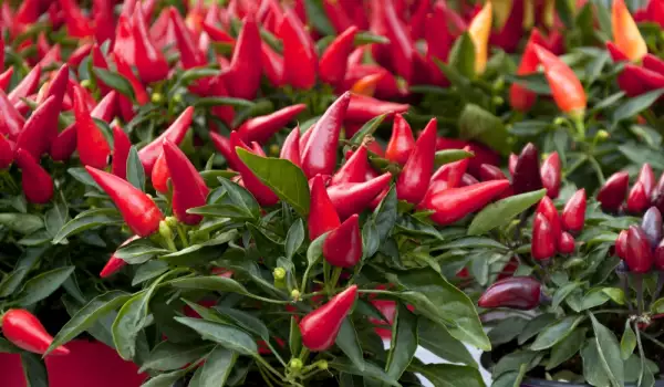 Šta sadrži ljuta paprika i za šta je korisna?