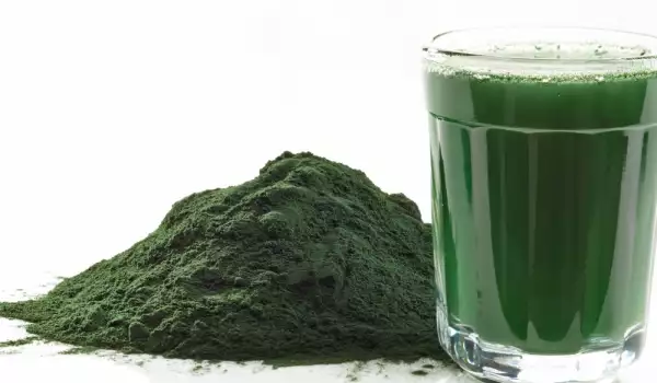 Alga spirulina