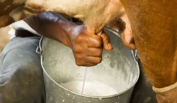 Milking a Cow