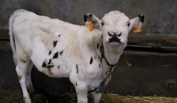 Milch für Baileys