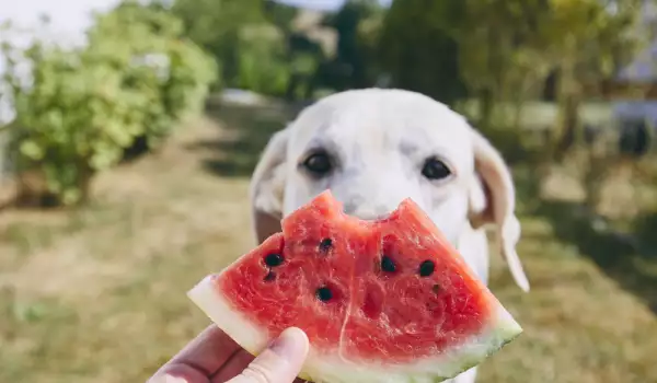 Храни, които никога да не давате на кучето