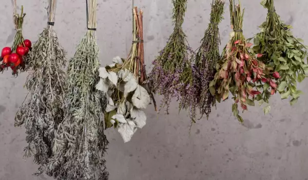 Drying Herbs