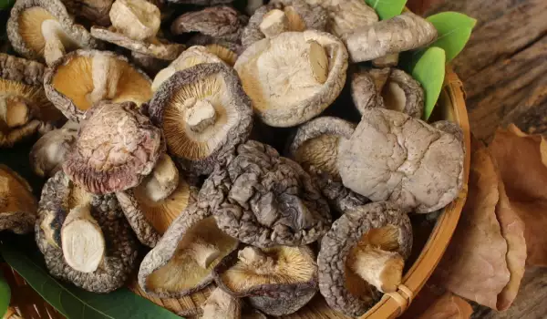 Shiitake