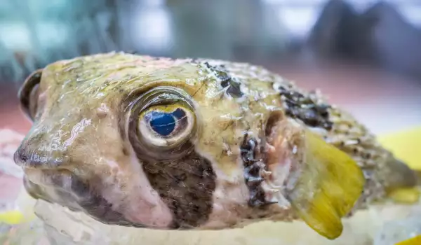 Fugu Fish