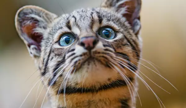 Котка на Жофроа (Geoffroy cat)