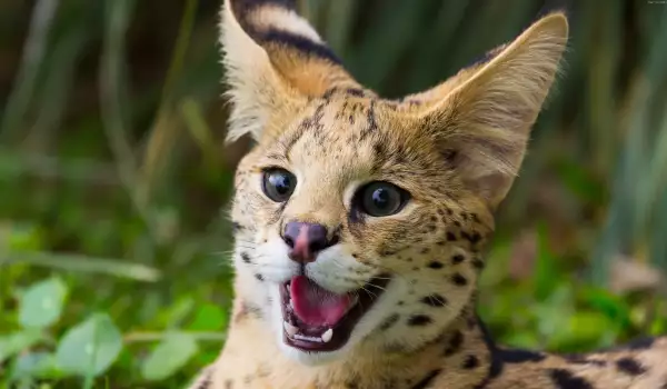 Котка на Жофроа (Geoffroy cat)