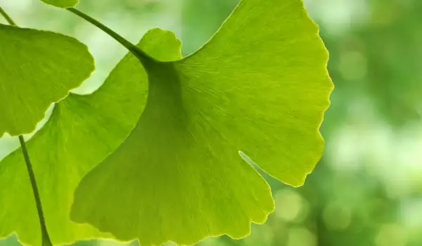 Gingko Biloba