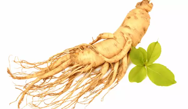 Rădăcină de ginseng