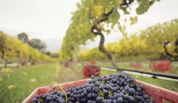 Sorte grožđa za vino