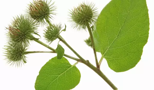 Реоей (Arctium lappa)