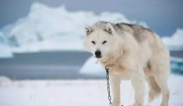 Куче зимата