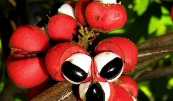 guarana