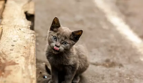 Как да помогнем на котките през зимата