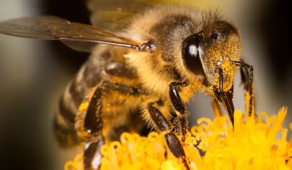 Honey production