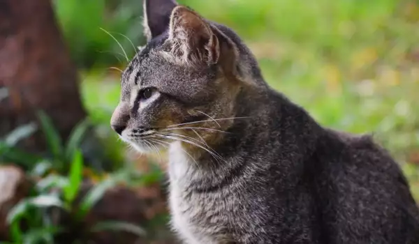 Котката получава зуми