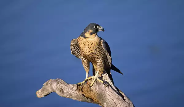 Eagle sitting in a nest