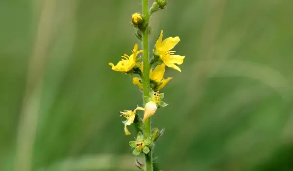 Sticklewort