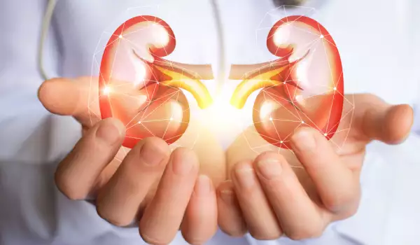 Oxalic acid and kidneys