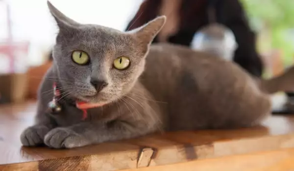 Korat